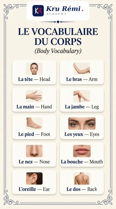 Body parts in French